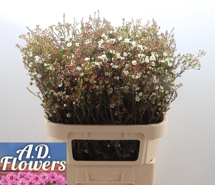 <h4>CHAME MI LIRON</h4>