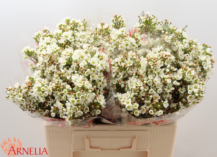 <h4>Chamelaucium 'dawn Pearl'</h4>