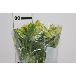 ALSTROEMERIA SUNNY LADY 080 CM