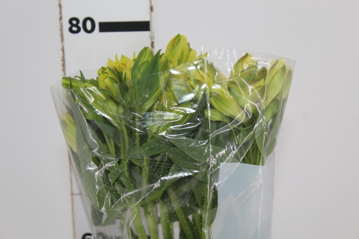<h4>ALSTROEMERIA SUNNY LADY 080 CM</h4>