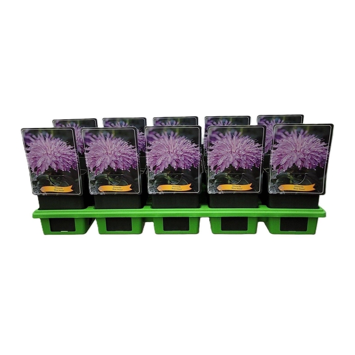 <h4>Monarda didyma</h4>