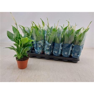 Spathiphyllum 9 Cm Chopin