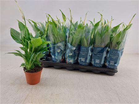 <h4>Spathiphyllum 9 Cm Chopin</h4>