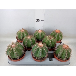 Melocactus matanzanus