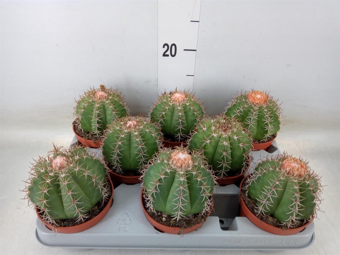 <h4>Melocactus matanzanus</h4>