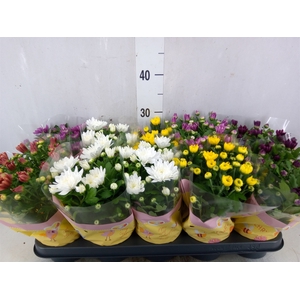 Chrysanthemum   ..rosebud mix