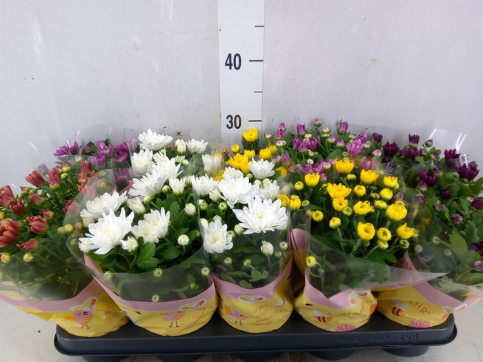 <h4>Chrysanthemum   ..rosebud mix</h4>