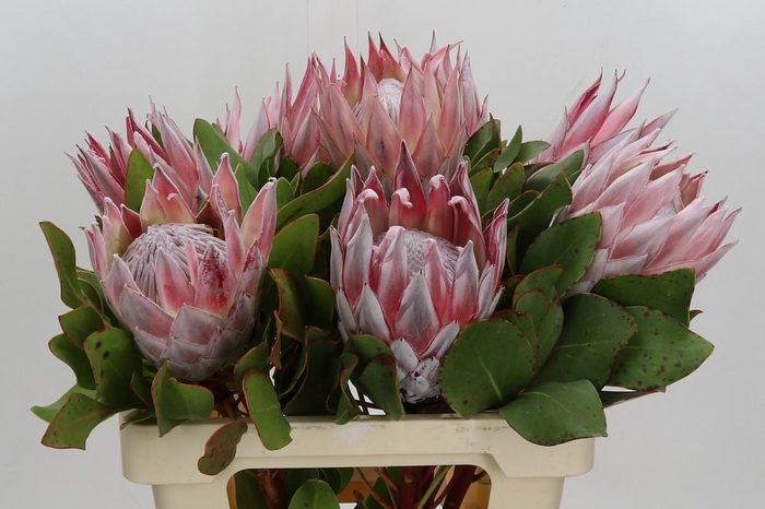 Protea Cynaroides