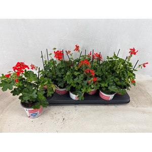 PEL PELT BALKON ROOD