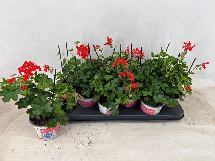 <h4>PEL PELT BALKON ROOD</h4>