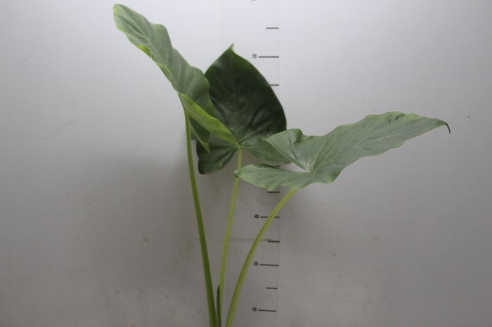 <h4>ALOCASIA MACRORRHIZOS P17</h4>