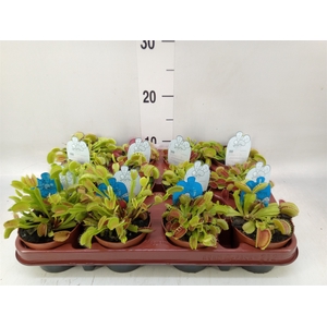 Dionaea muscipula