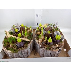 Arr.   Bol/Knolgewas L%