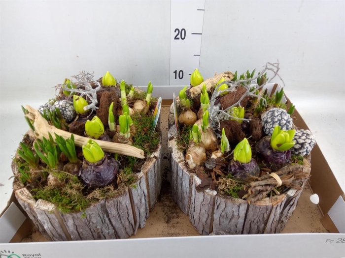 <h4>Arr. Bol/Knolgewas L%</h4>