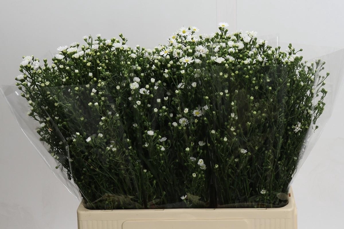 <h4>Aster Paquita</h4>