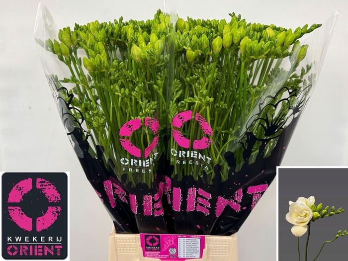 <h4>Freesia du Starlight</h4>