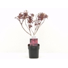 Cotinus Royal Purple