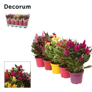 Celosia argentea gemengd