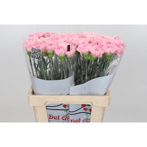Dianthus St Faith