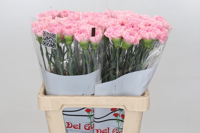Dianthus St Faith