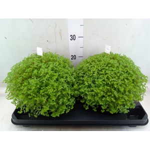 Soleirolia soleirolii   ...green