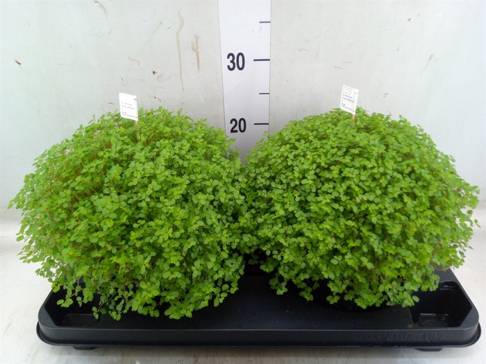 <h4>Soleirolia soleirolii   ...green</h4>