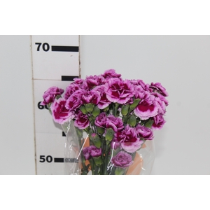 CRAVO SPRAY PASO DOBLE 060 CM