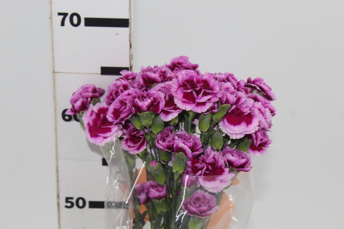 <h4>CRAVO SPRAY PASO DOBLE 060 CM</h4>
