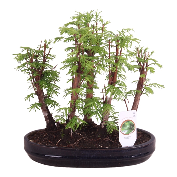 <h4>Outdoor Bonsai Metasequoia Forest in ø25cm oval pot</h4>