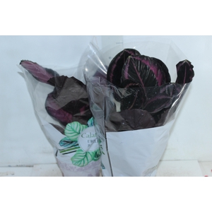 CALATHEA P17 VARIADO