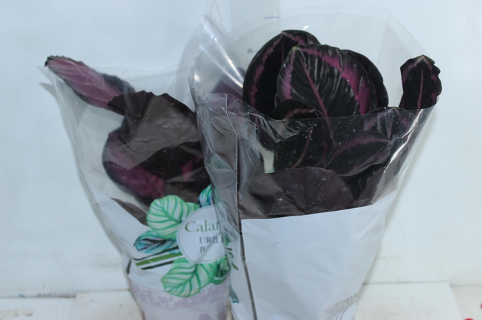 <h4>CALATHEA P17 VARIADO</h4>