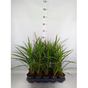 Cordyline indivisa 'Peko'