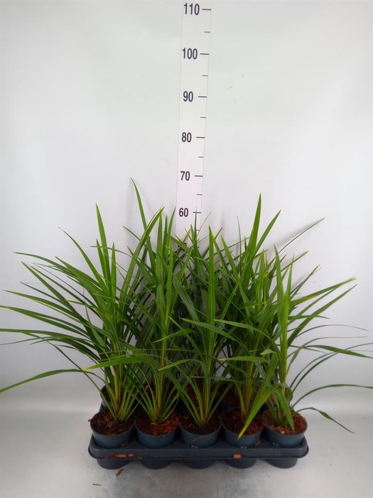 <h4>Cordyline indivisa 'Peko'</h4>