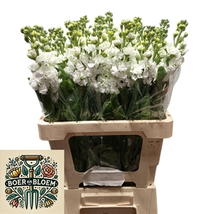 MATTH STOX WHITE