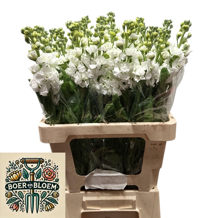 <h4>MATTH STOX WHITE</h4>