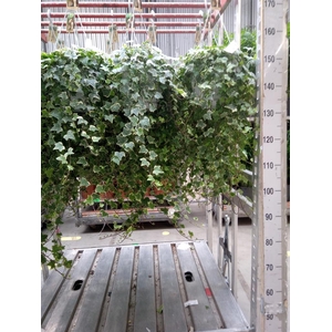 Hedera helix 'Eva'