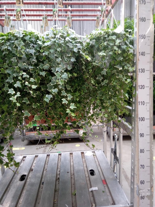<h4>Hedera helix 'Eva'</h4>