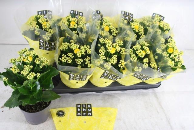 <h4>KAL B GE C PIAFF</h4>