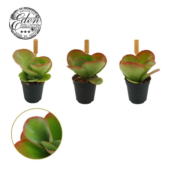 <h4>Kalanchoe Thyrsiflora 5,5cm</h4>