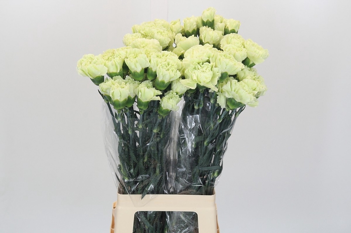 <h4>Dianthus St Lady Midori</h4>