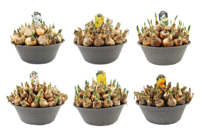 <h4>Narcis in 35cm schaal, mix per laag</h4>