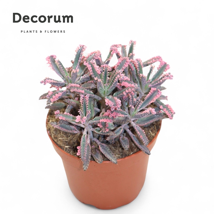 <h4>Kalanchoe Pink Butterfly Decorum+Steker</h4>