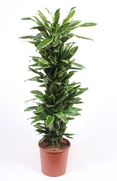 <h4>Dracaena Golden Coast</h4>