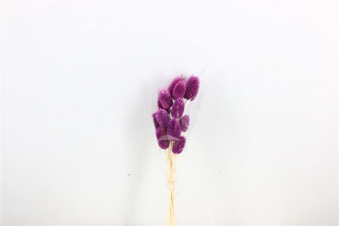 Pres Cardo Mini 12pcs D Blue Bunch