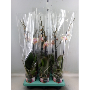 Phalaenopsis   ...