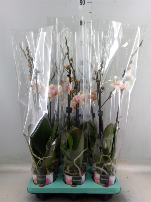 <h4>Phalaenopsis   ...</h4>