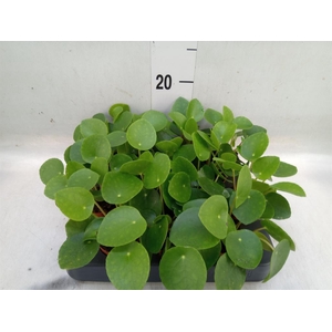 Pilea peperomioides