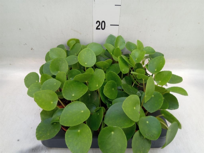 <h4>Pilea peperomioides</h4>