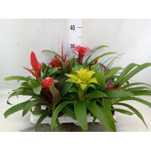 Bromelia   ...mix 13