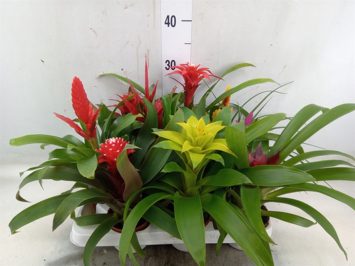 <h4>Bromelia   ...mix 13</h4>